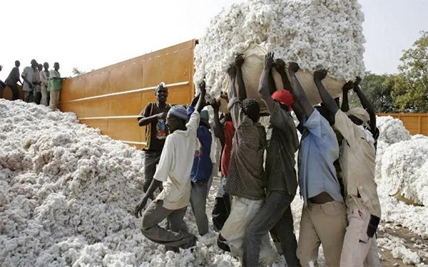 Relance industrielle : Kaolack refile du coton