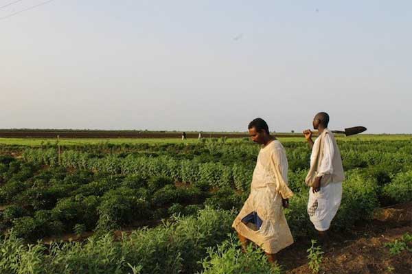 Les coopératives au cœur des politiques publiques sénégalaises pour l’autonomisation du monde rural