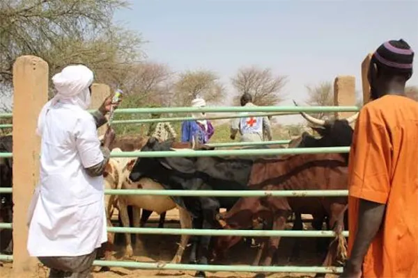 Elévage – Campagne de vaccination du cheptel : Persistance des obstacles
